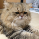 Illustration for article titled Grumpy Cat, Meet Disappointed Cat